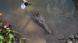 Massive American Crocodile at Boat Dock