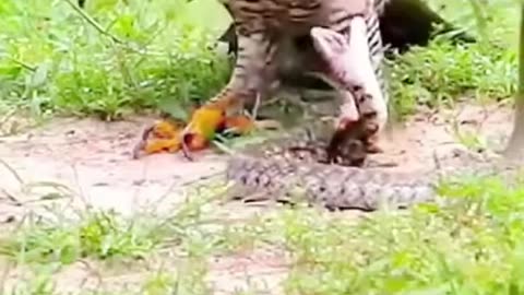 National Geographic Falcon Eating Snake Amazing | Nat Geo Special | Animal World