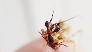 Spiny Flower Mantis Devours Fruit Fly