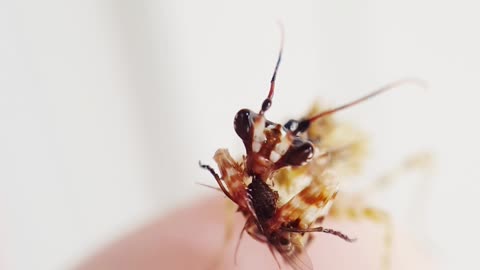 Spiny Flower Mantis Devours Fruit Fly