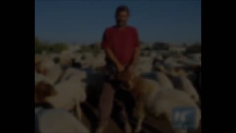 NEW ZEALAND FARMER ARRESTED FOR SELLING SHEEP AS SEX SLAVES TO ISIS