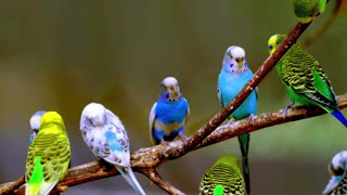 Budgie Sounds (3 Hours)
