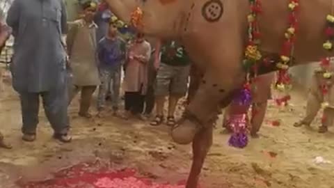 camel slaughter on eid day