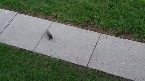 Feedin squirrel
