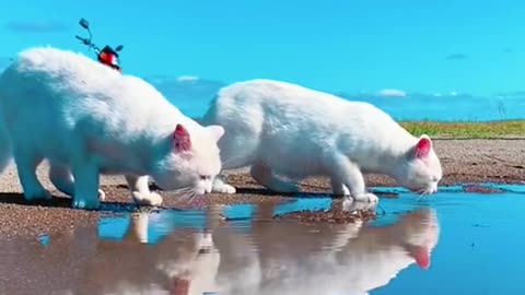 Cat Drinking Water in River