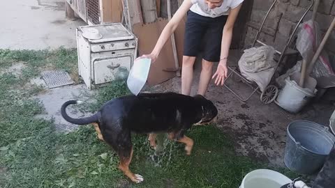 Our dog takes a shower. Part 2
