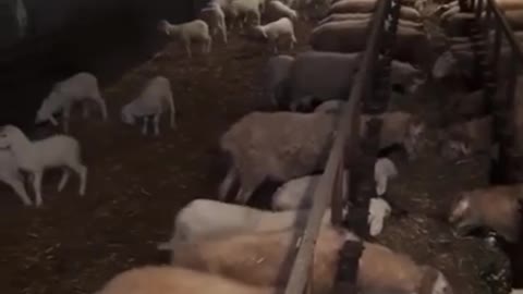 the sheep the sheep