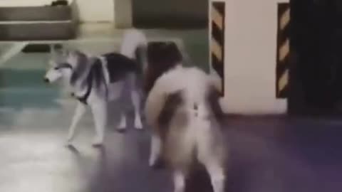 Unbelievable funny dog video