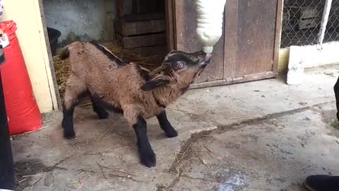 Little goat nursing from a bottle
