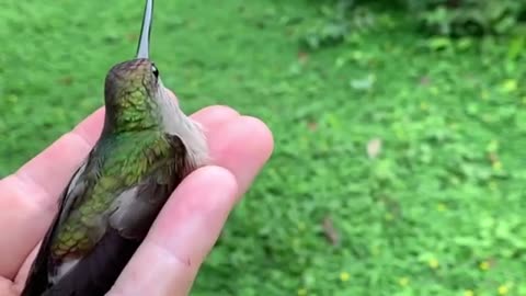 A wonderful view of hummingbirds in the hands of their owner