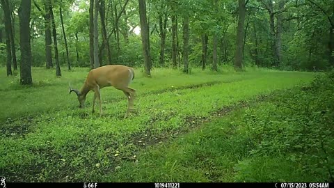 Buck mid July