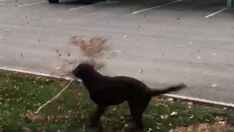 To good it to share! Pup gets to excited when he finds a branch