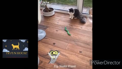 Funny Animal Videos 🤣 Funniest Cats and Dogs Videos 2024 😹🐶