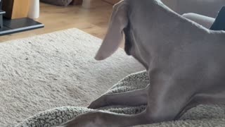 Weimaraner Tries to Catch His Own Ears