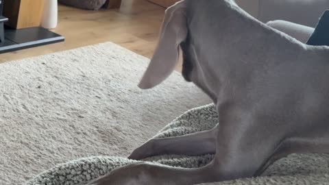 Weimaraner Tries to Catch His Own Ears