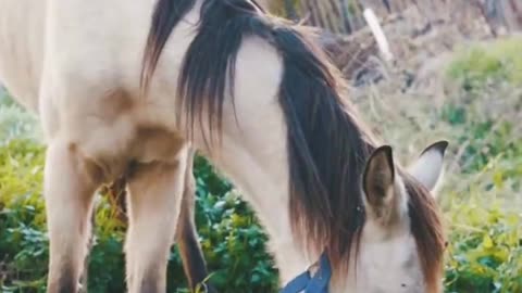 Horse Animals Videos For Kids | Animals Videos For Kids