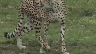 Crocodile attacks unsuspecting cheetah cub
