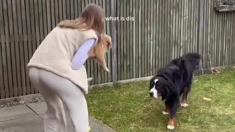 Golden Retriever Puppy Meets Big Dog!