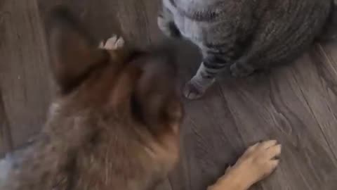 Cat and dog funny video 😂😂😂😂