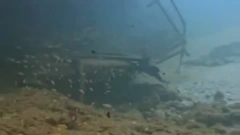 Awesome RARE frog fish on a Shipwreck