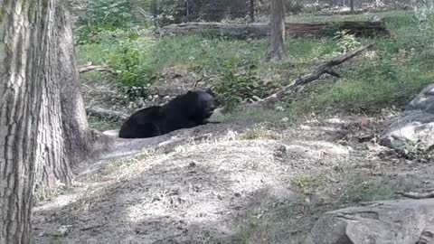 Black bear