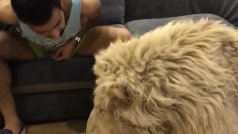 Guy kidding with his huge lion at living room