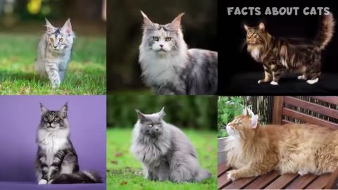 Maine Coon Magic: You'll Definitely Want a Maine Coon Cat After Watching This! 🐾😍