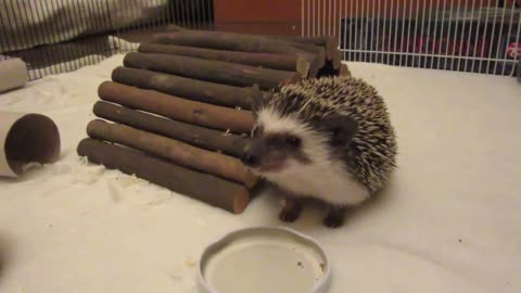 Albert the hedgehog enjoying his dinner