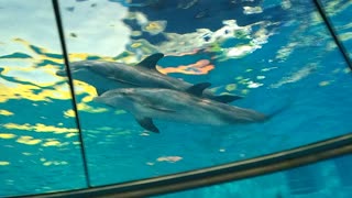 More Dolphins Swimming