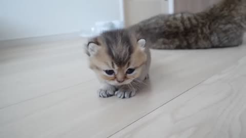 Kittens Cuteness Overload 😻😸🤞❤ 💖 ♥