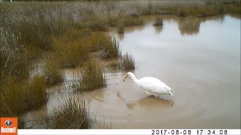 Yellow-billed Spoonbill eats yabbie