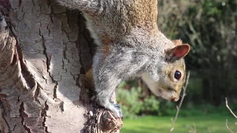 Ground Squirrel