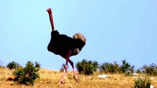 Ostrich gives epic performance but fails to get the girl