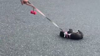 Pup Doesn't Want to Walk Anymore