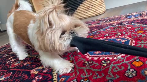 help...my little puppy is a sock thief
