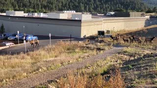 Estes Park Elk Attacks Car