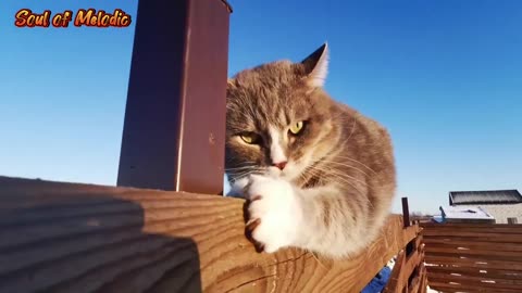 😂 Funniest Cats and Dogs Videos 😺🐶 || 🥰😹 Hilarious Animal Compilation