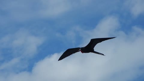 Ecuador: Frigate bird in flight, Galapagos