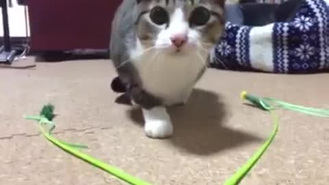 This Kitty is coming at you