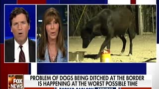 Tucker Carlson: Illegals Are Killing Dogs