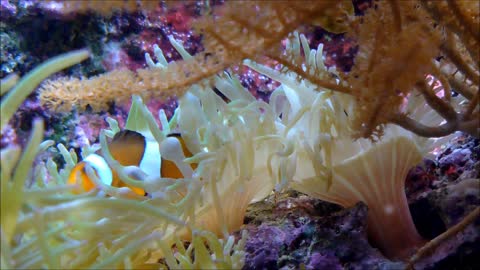 Slow Movement Of Clown fish in Anemone