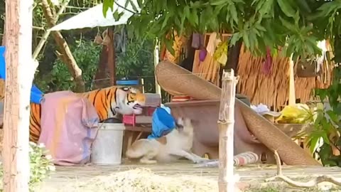 Funny Prank Dog & fake Lion and Fake Tiger Prank To dog & Huge Box Prank to dog