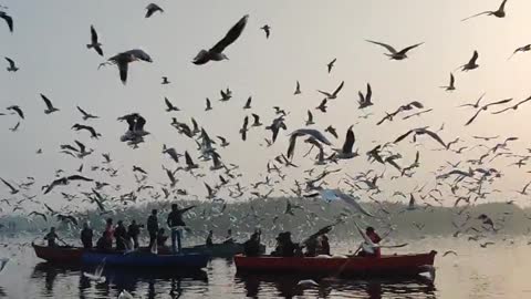 Many beautiful birds