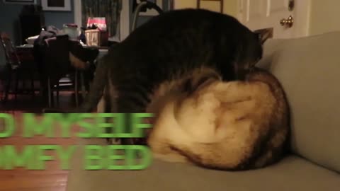 This Compilation Proves That Cats And Dogs Can Get Along Just Fine