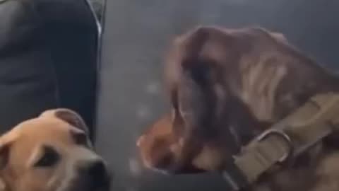 The way his dog head whipped around
