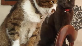 Greedy cat eats all the food, other cats watch in disbelief