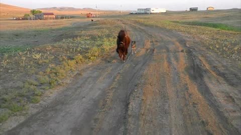 Bison baby's legendary run in setting sun