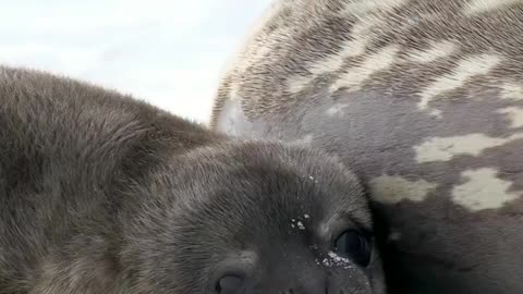 Weddell seal pup kneading 🐾 🇦🇶 Terra Nova Bay