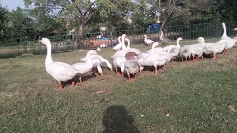 Goose Sounds | Duck Sound Effect By Kingdom Of Awais