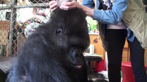 Motherly Gorilla Receives A Box Of Kittens For Her Birthday